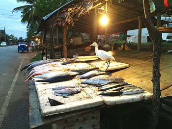 View of birds on footpath in city