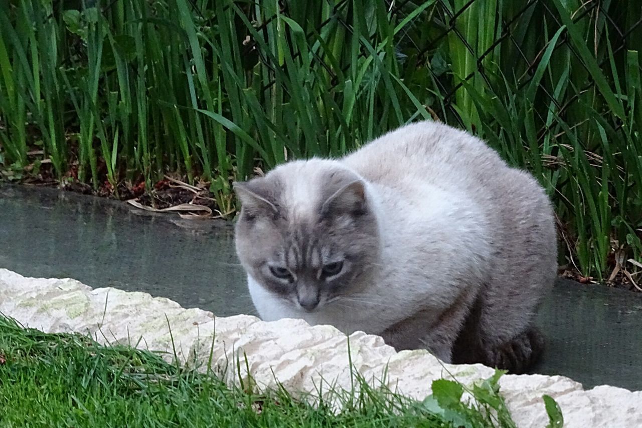 CLOSE-UP OF CAT IN GRASS