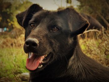 Close-up portrait of dog