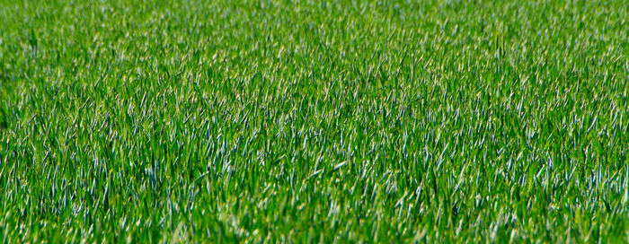 Full frame shot of soccer field