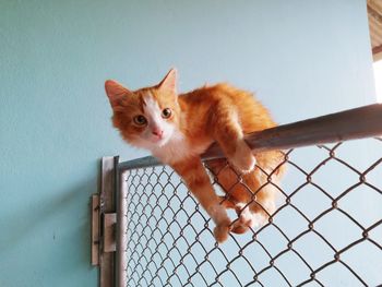 Portrait of a cat looking away