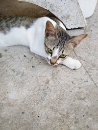 High angle portrait of cat relaxing on floor