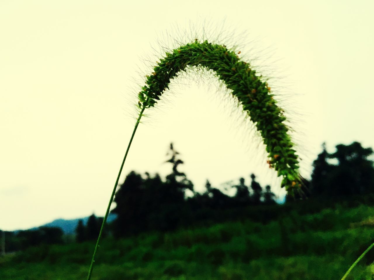 growth, grass, field, green color, nature, sky, beauty in nature, tranquility, plant, focus on foreground, close-up, outdoors, tranquil scene, stem, green, day, landscape, no people, scenics, rural scene, selective focus, grassy, growing