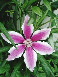 Close-up of pink flowers