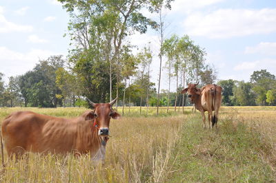 Cows in a field