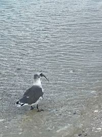 High angle view of seagull on beach