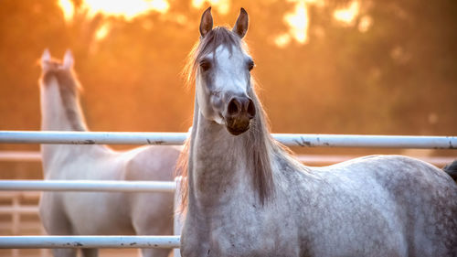 Close-up of horse in pen