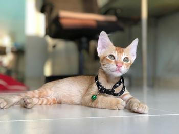 Cat looking away while relaxing on tiled floor at home