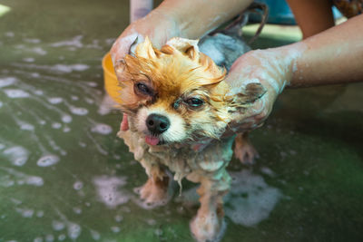 Cropped hands of person washing dog