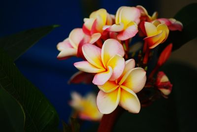 Close-up of yellow flowering plant