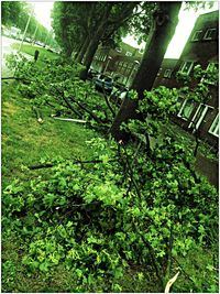 Low angle view of trees