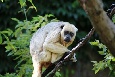 Monkey sitting on tree