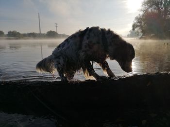 Dog drinking water in a lake