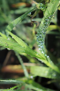 Close-up of wet plant leaves during rainy season