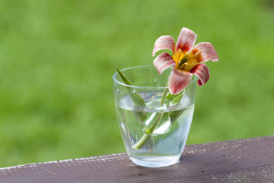 Close-up of drink on glass