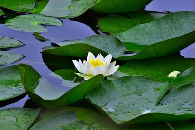 Close-up of lotus water lily in lake