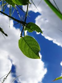 Low angle view of plant against sky