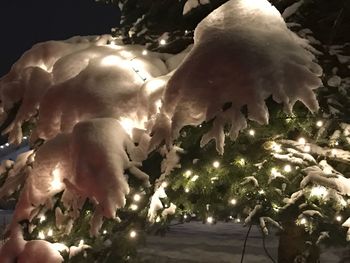 Close-up of illuminated tree against sky