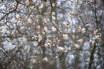 Low angle view of white magnolia blooming on tree