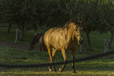 Horse standing in field