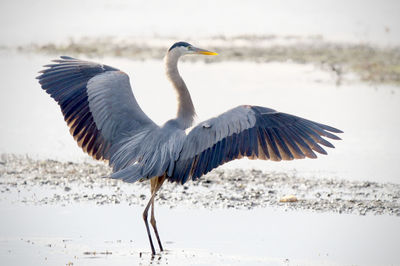 Bird flying over beach