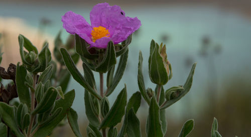 Close-up of flowers blooming outdoors