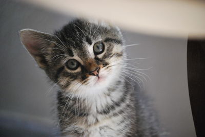 Close-up portrait of cat