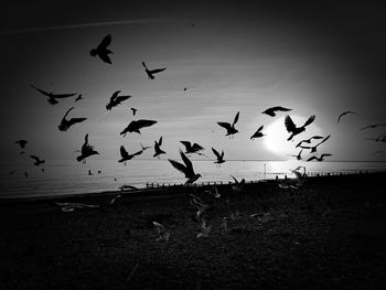 Flock of birds flying over white background
