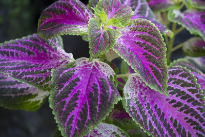 Close-up of purple flowering plant