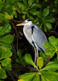 Close-up of butterfly perching on leaf