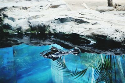 Close-up of turtle swimming in water