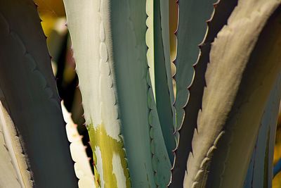 Close-up of fresh cactus plants