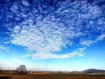 Scenic view of field against blue sky