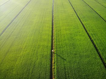 High angle view of rice field