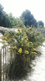 Yellow flowers growing on tree against clear sky