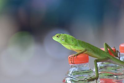 Close-up of lizard