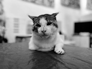 Close-up portrait of a cat at home