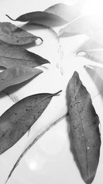 Close-up of leaves