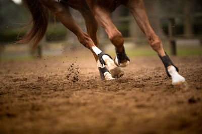 Low section of horse running on field