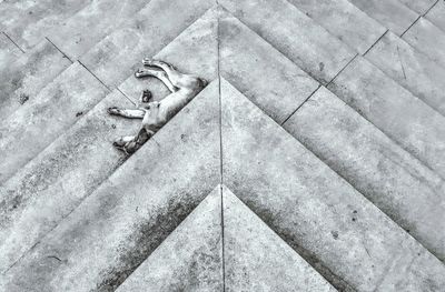 High angle view of puppy on stairs 