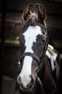 Close-up of horse in stable