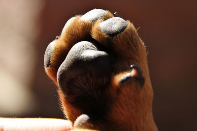 Close-up of dog