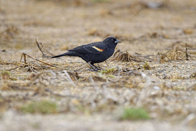 Close-up of bird perching on a field