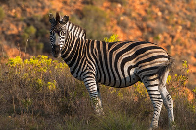 Portrait of zebra standing in grass