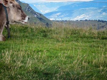 Horse on landscape against sky