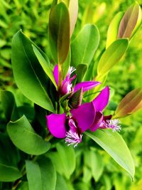 Close-up of pink flowering plant