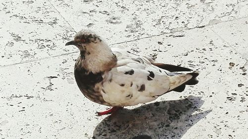 Close-up of bird on sand