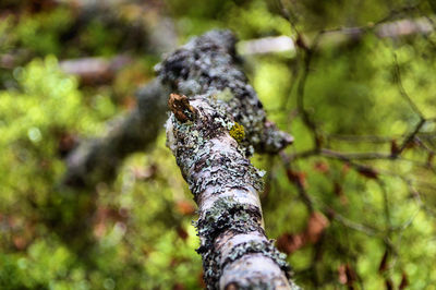 Close-up of tree trunk in forest