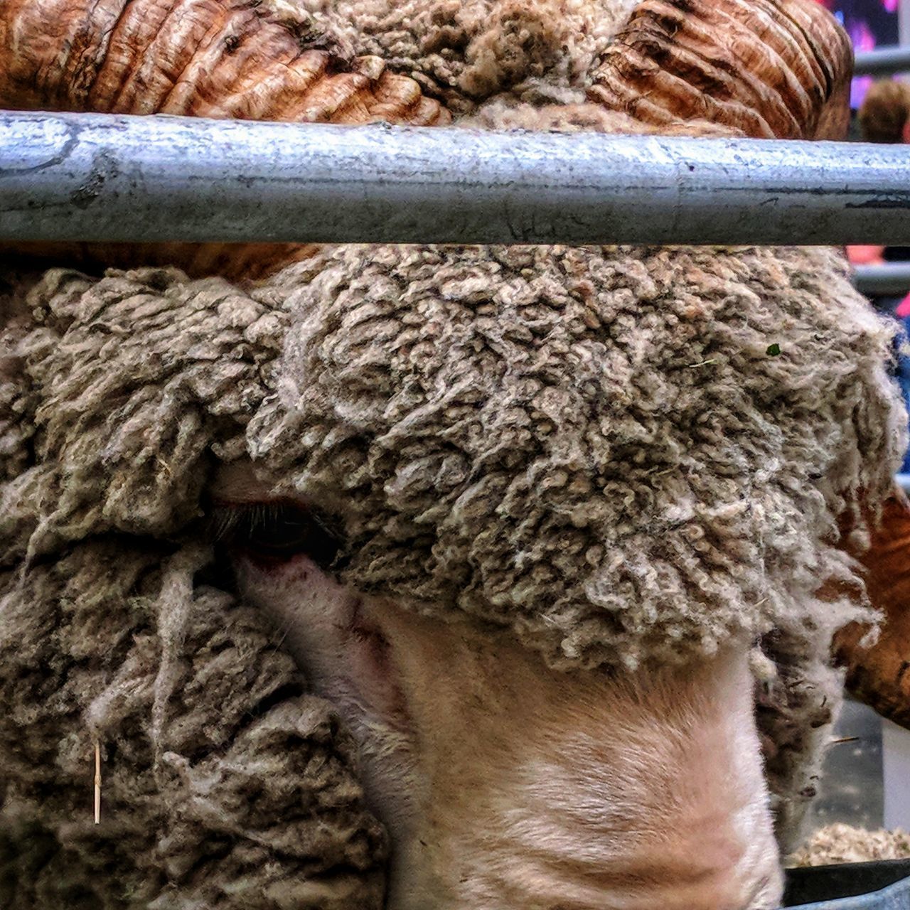 CLOSE-UP OF SHEEP