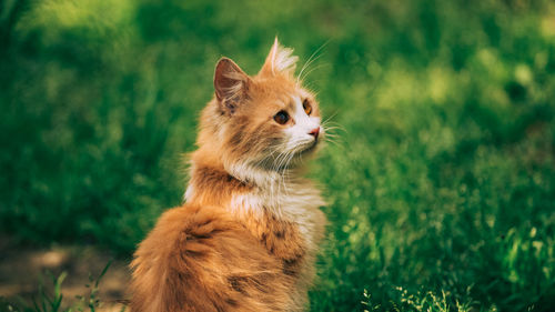 Cat looking away on field